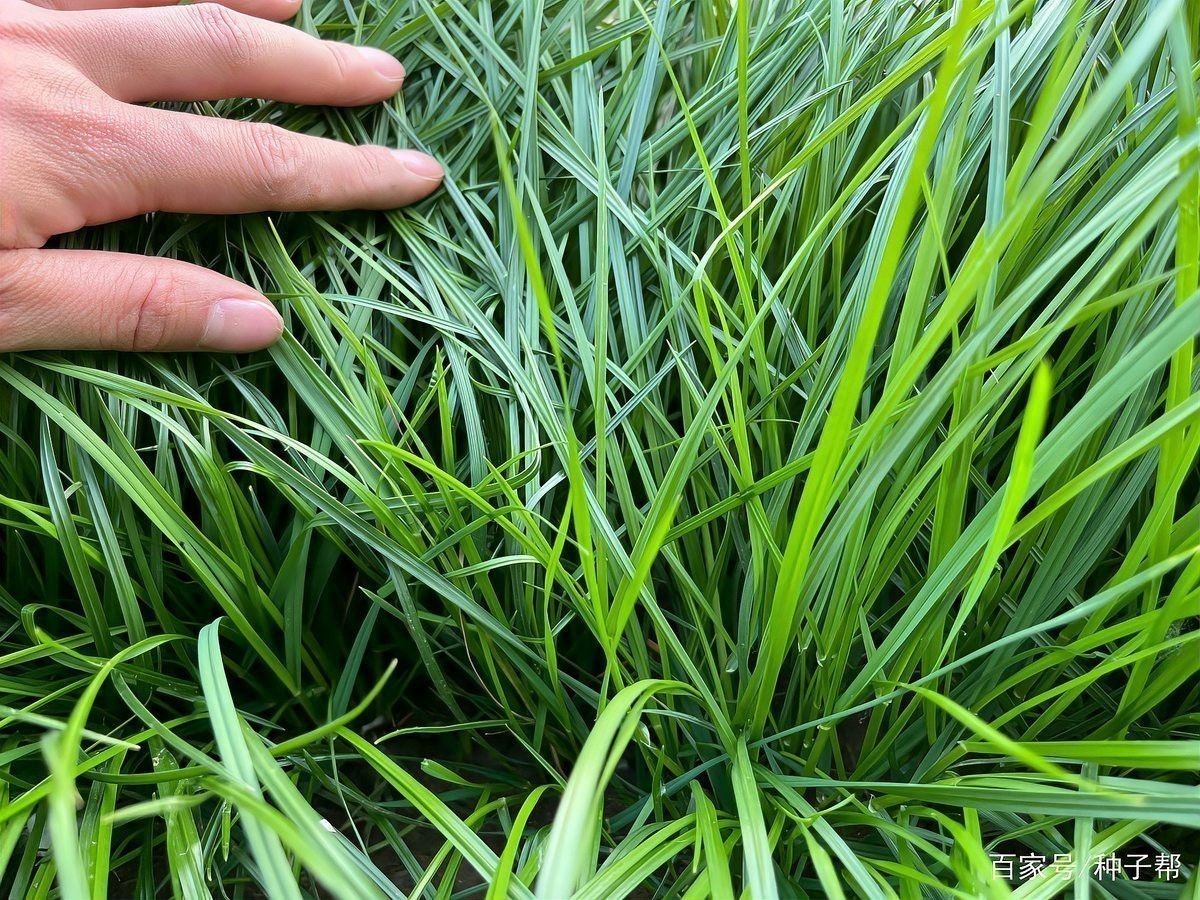 種草養(yǎng)魚需要多長時(shí)間才能見效？
