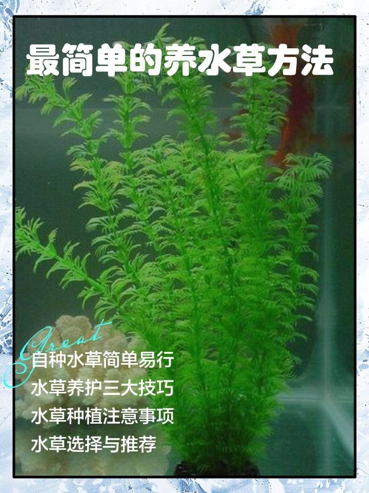種草養(yǎng)魚需要多長時(shí)間才能見效？