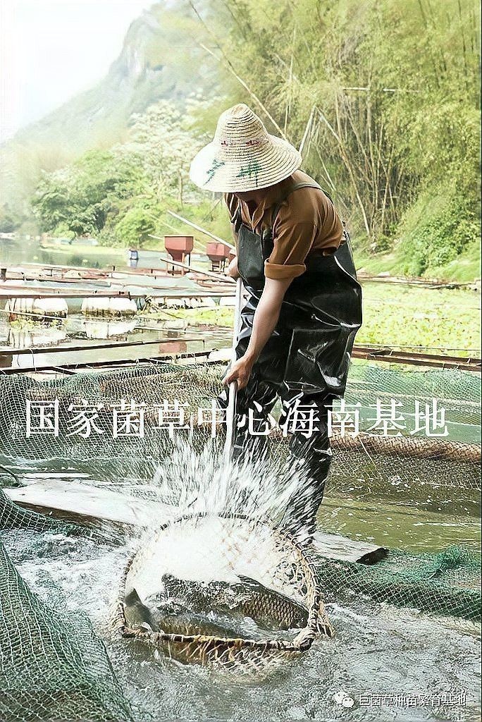 種草養(yǎng)魚需要多長時(shí)間才能見效？