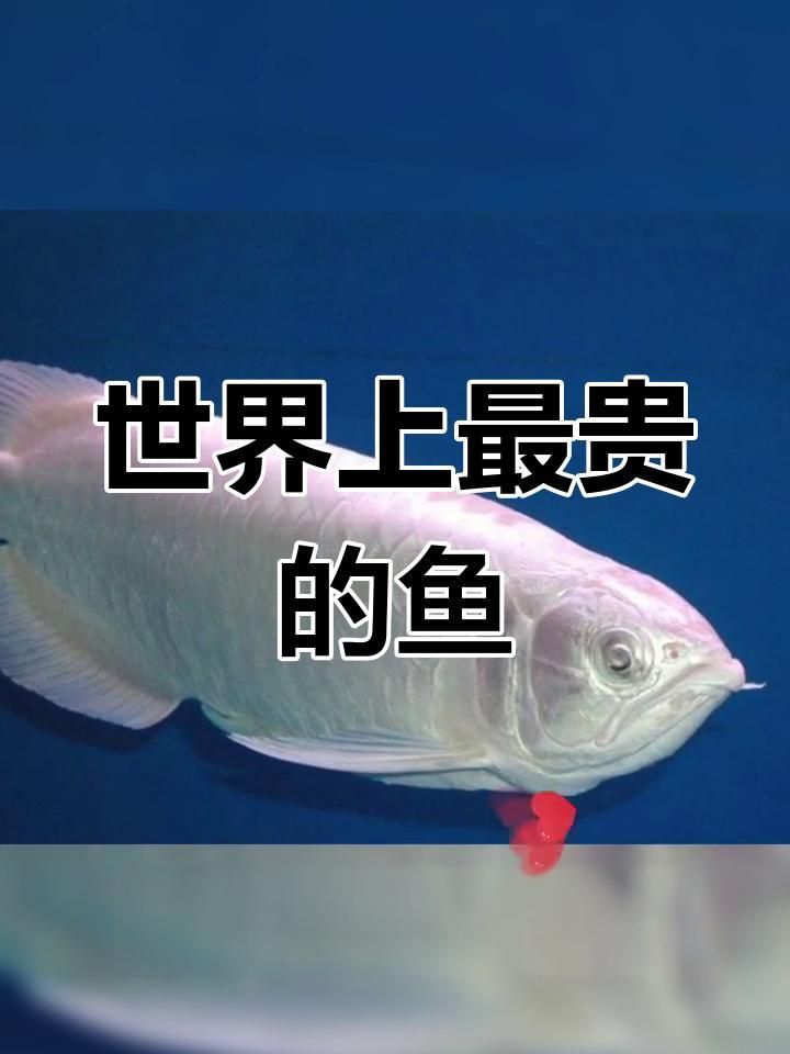 還有哪些觀賞魚(yú)價(jià)格昂貴？