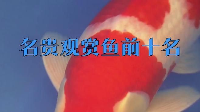 還有哪些觀賞魚(yú)價(jià)格昂貴？
