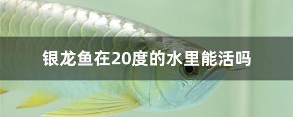 龍魚什么溫度最活躍，龍魚在26-32度的水溫范圍內最為活躍，如何監測龍魚水溫變化