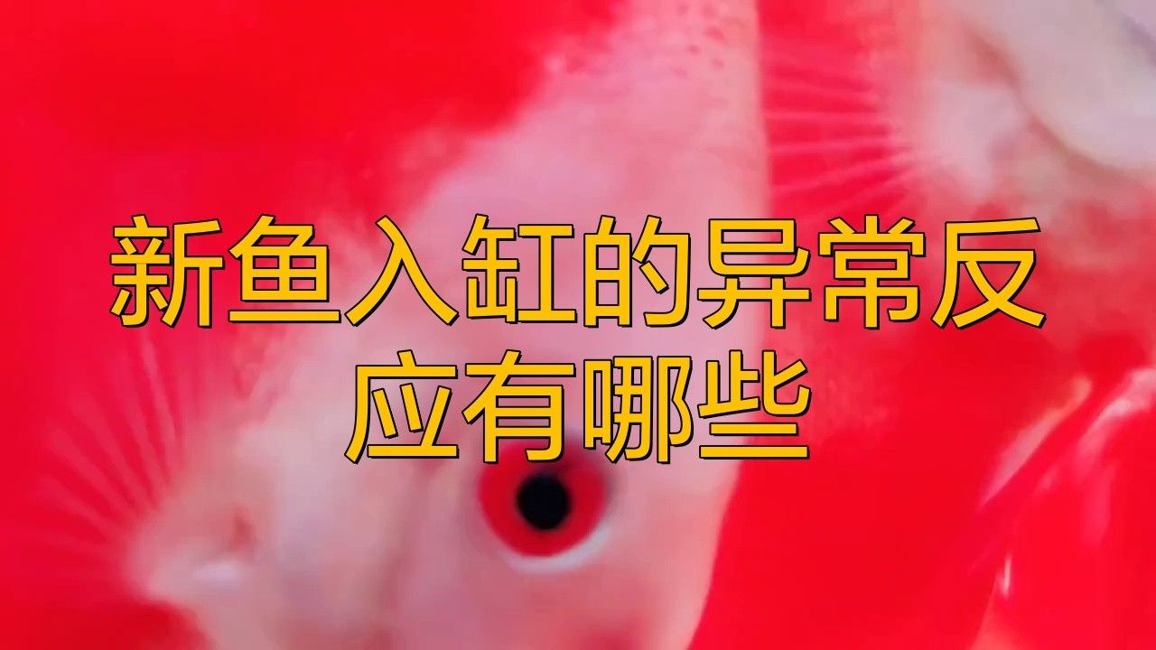 金龍魚適應新環境后有哪些表現？