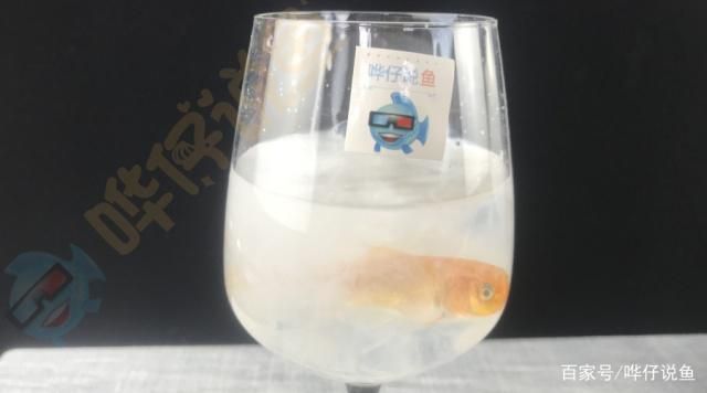 魚(yú)缸養(yǎng)魚(yú)魚(yú)眼出現(xiàn)白色（魚(yú)眼受傷后的護(hù)理金魚(yú)白內(nèi)障預(yù)防措施魚(yú)飼料選擇指南）