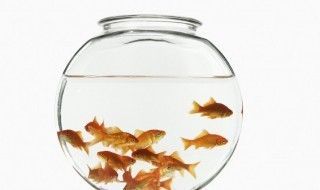 魚缸養(yǎng)魚魚眼出現(xiàn)白色（魚眼受傷后的護理金魚白內(nèi)障預防措施魚飼料選擇指南）