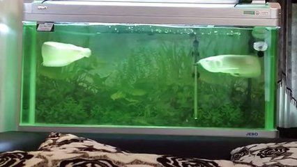 龍魚 咬人：龍魚咬人現(xiàn)象探究