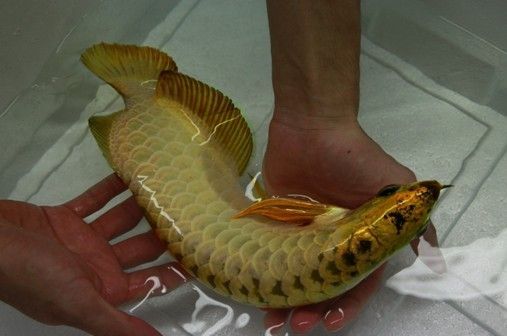 網(wǎng)上買的紅龍魚苗好養(yǎng)嗎（紅龍魚苗的飼養(yǎng)需要一定的專業(yè)知識和細心照料搜索結(jié)果）