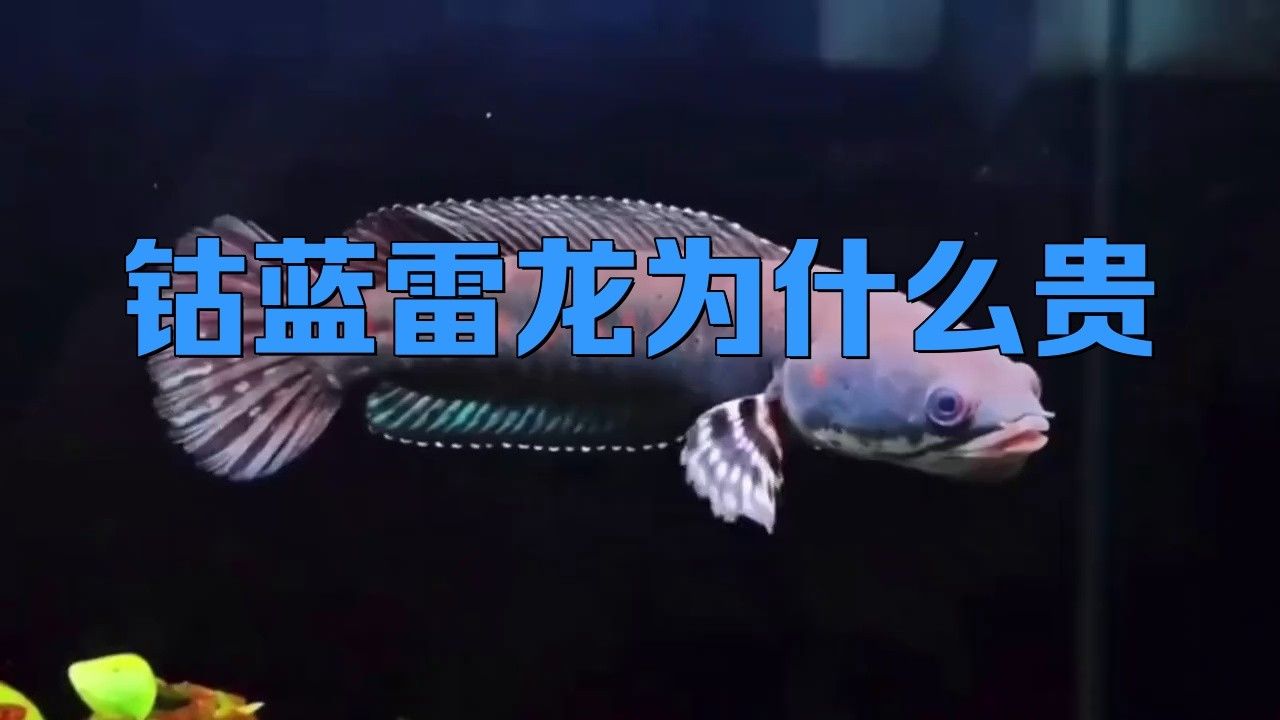 雷龍魚為什么貴
