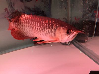 治療金龍魚水泡病藥（治療金龍魚水泡病時可采取以下幾種藥物治療方案）