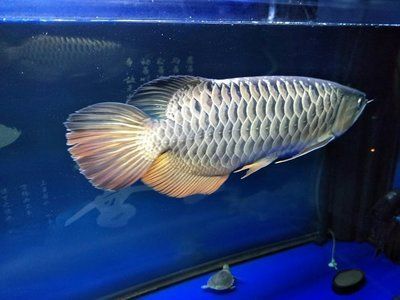 治療金龍魚水泡病藥（治療金龍魚水泡病時可采取以下幾種藥物治療方案）