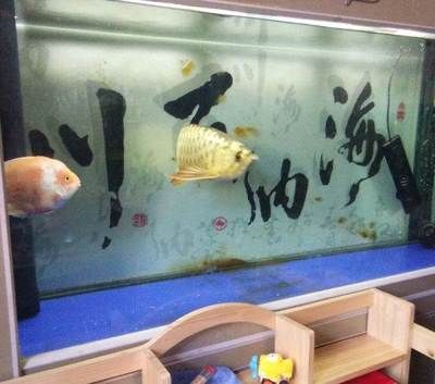 祥龍魚場獲獎情況梳理：祥龍魚場養殖技術揭秘祥龍魚場養殖技術揭秘