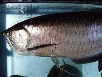 非洲黑龍魚好養嗎