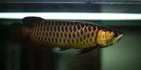 金龍魚從什么時候開始發色？：金龍魚發色全過程圖解