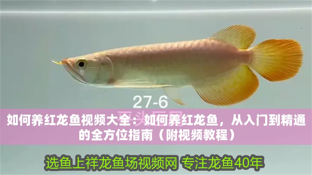如何養(yǎng)紅龍魚視頻大全：如何養(yǎng)紅龍魚，從入門到精通的全方位指南（附視頻教程）