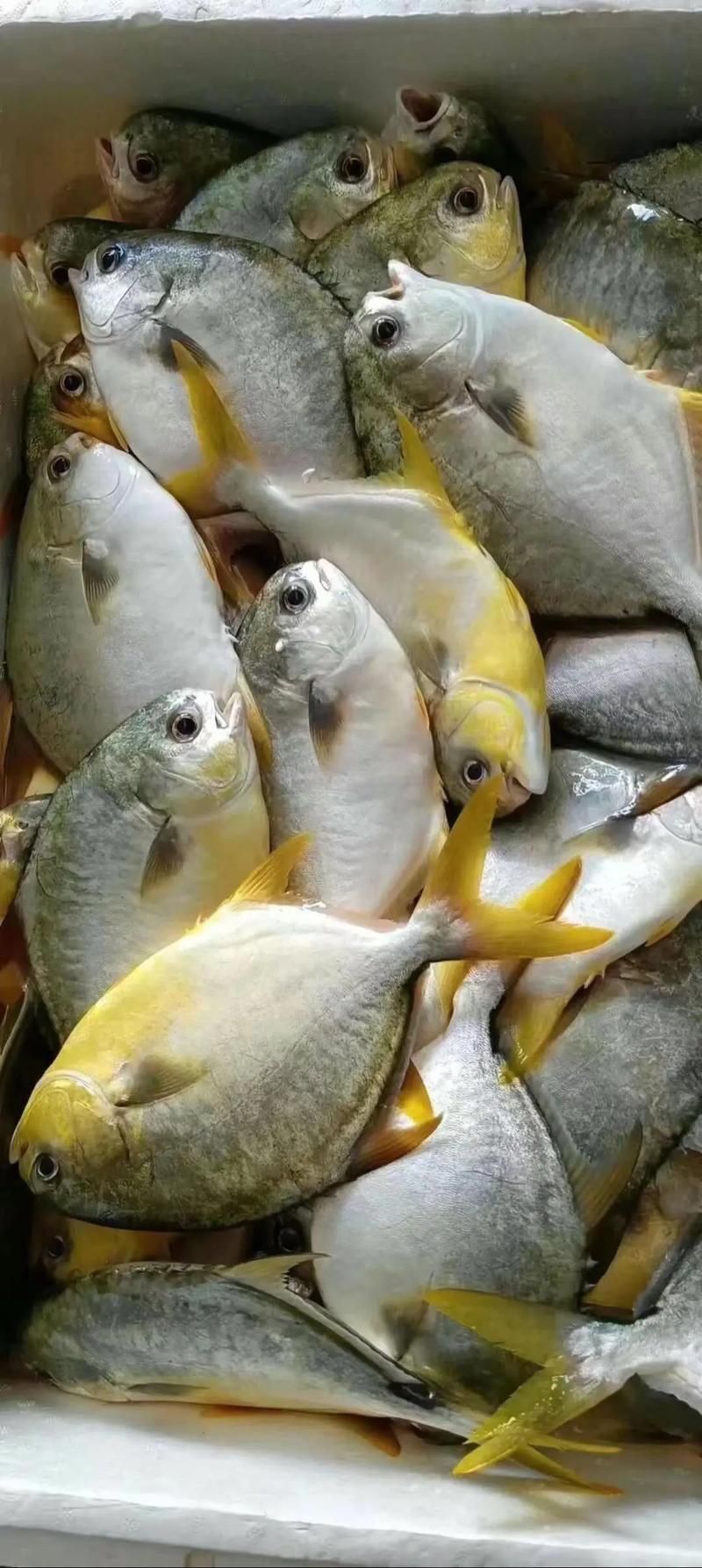 金昌魚圖片