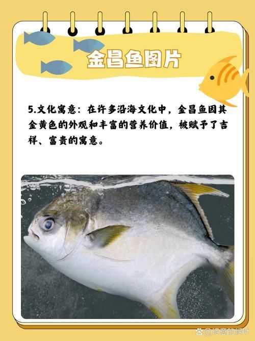 金昌魚圖片