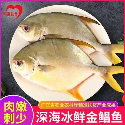 金昌魚圖片