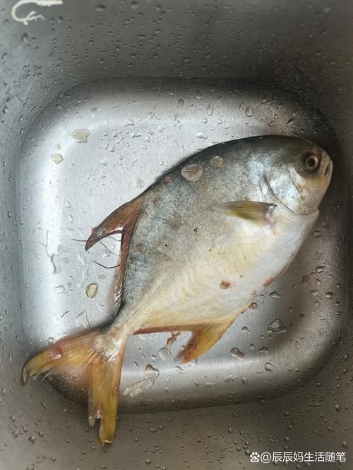 金昌魚圖片