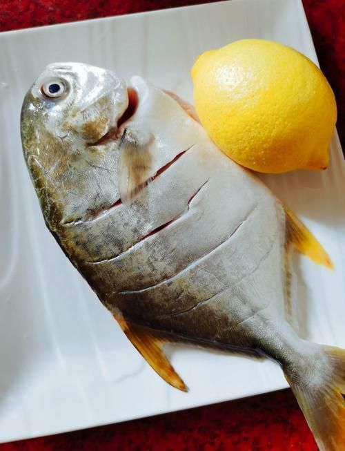 金昌魚圖片