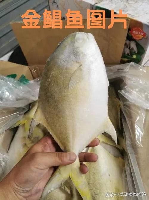 金昌魚圖片