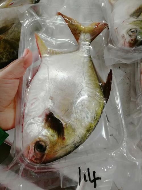 金昌魚圖片