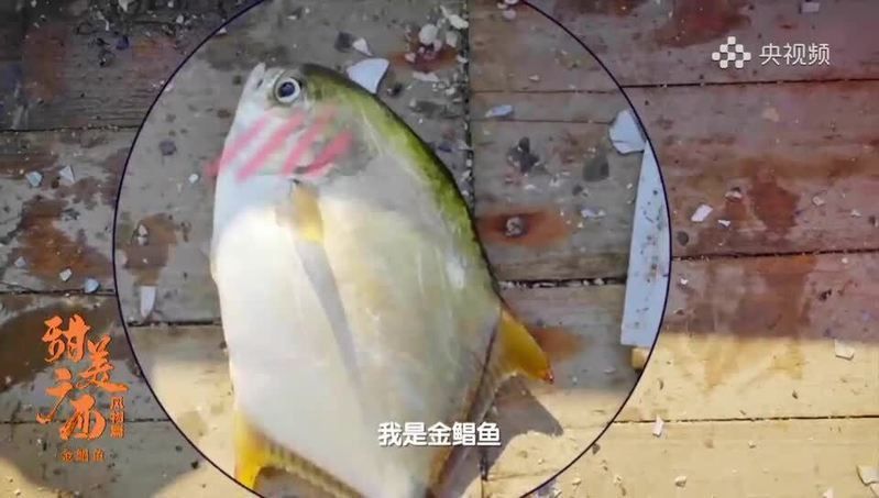 金昌魚圖片