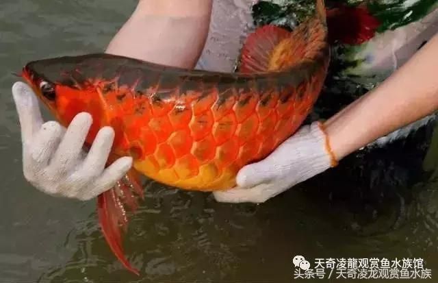 龍魚在缸底不動不吃食怎么治好：龍魚在缸底不動不吃食怎么治好龍魚在缸底不動不吃食怎么治好