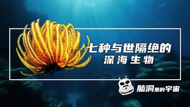 海里小龍魚圖片大全大圖