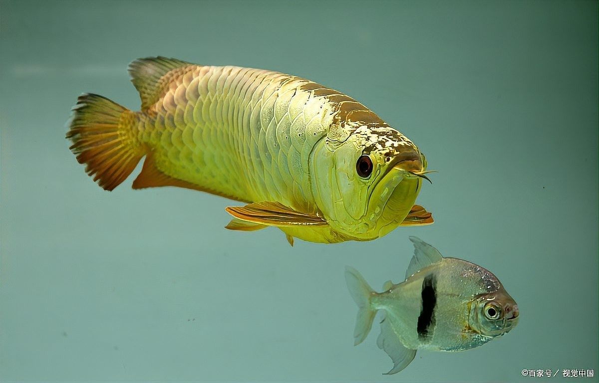 龍魚尾巴有紅點 龍魚尾巴有紅點 龍魚百科 第6張