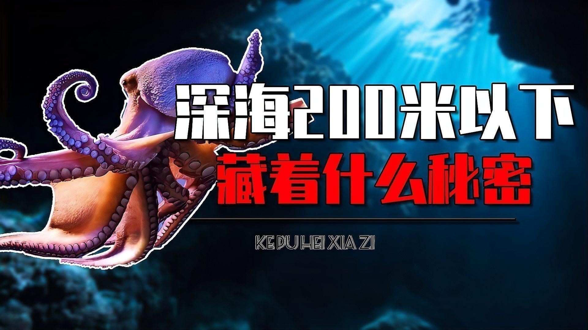 海里小龍魚圖片大全大圖