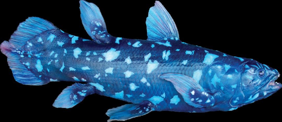 海里小龍魚圖片大全大圖