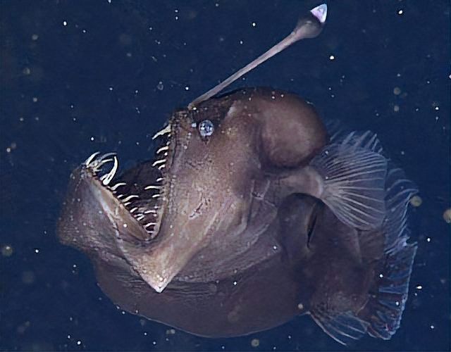 海里小龍魚圖片大全大圖