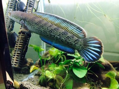 雷龍魚會長多大（雷龍魚的生長潛力因品種而異）