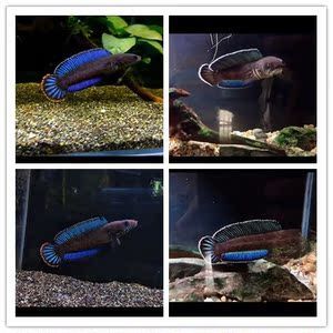 雷龍魚(yú)會(huì)長(zhǎng)多大（雷龍魚(yú)的生長(zhǎng)潛力因品種而異）