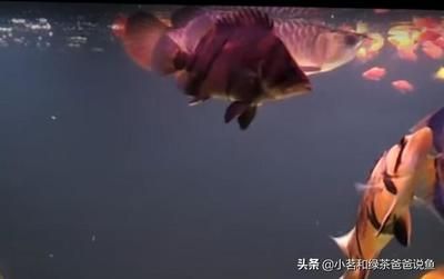 龍魚和虎魚一起養的風水寓意：龍魚和虎魚混養在風水學中有特殊的寓意龍魚和虎魚混養的寓意