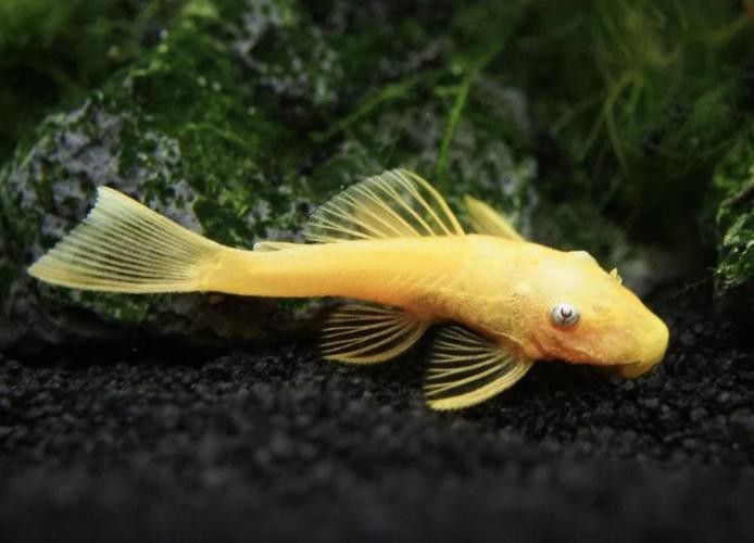 推薦一些其他種類的清道夫魚 推薦一些其他種類的清道夫魚 龍魚百科 第1張