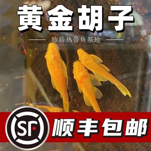 推薦一些其他種類的清道夫魚 推薦一些其他種類的清道夫魚 龍魚百科 第6張