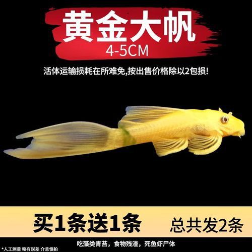 推薦一些其他種類的清道夫魚 推薦一些其他種類的清道夫魚 龍魚百科 第7張