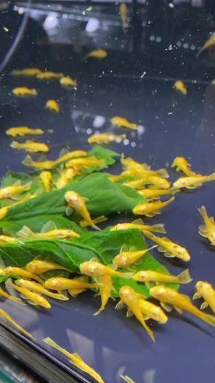 推薦一些其他種類的清道夫魚 推薦一些其他種類的清道夫魚 龍魚百科 第5張