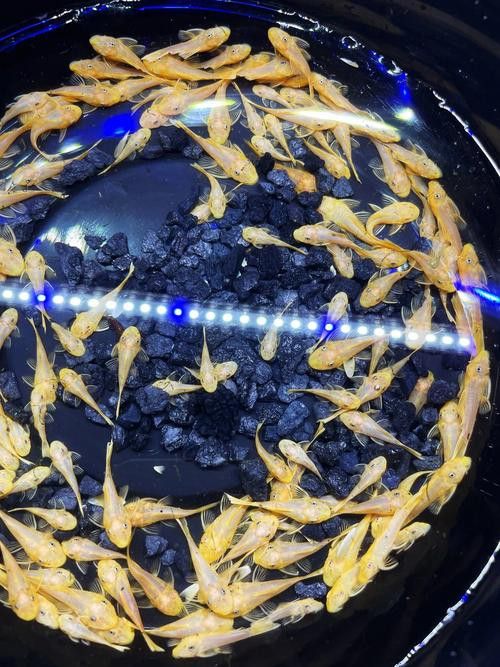 推薦一些其他種類的清道夫魚 推薦一些其他種類的清道夫魚 龍魚百科 第3張
