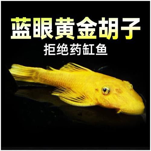 推薦一些其他種類的清道夫魚 推薦一些其他種類的清道夫魚 龍魚百科 第2張