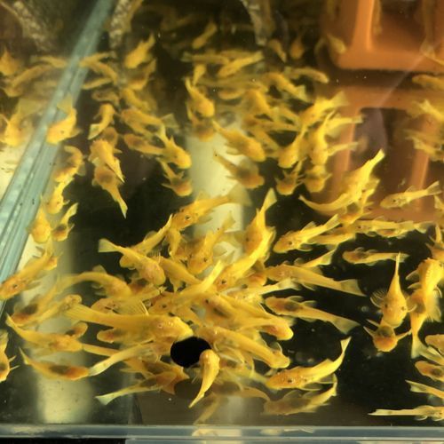 推薦一些其他種類的清道夫魚 推薦一些其他種類的清道夫魚 龍魚百科 第4張
