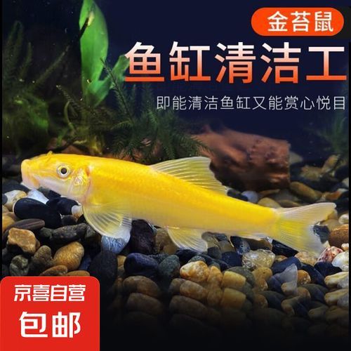 推薦一些其他種類的清道夫魚 推薦一些其他種類的清道夫魚 龍魚百科 第8張