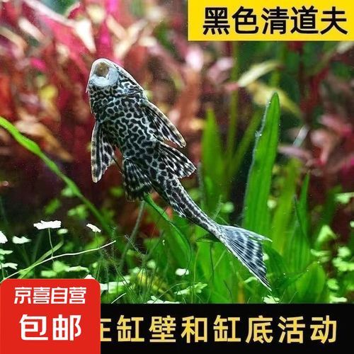 推薦一些其他種類的清道夫魚 推薦一些其他種類的清道夫魚 龍魚百科 第9張