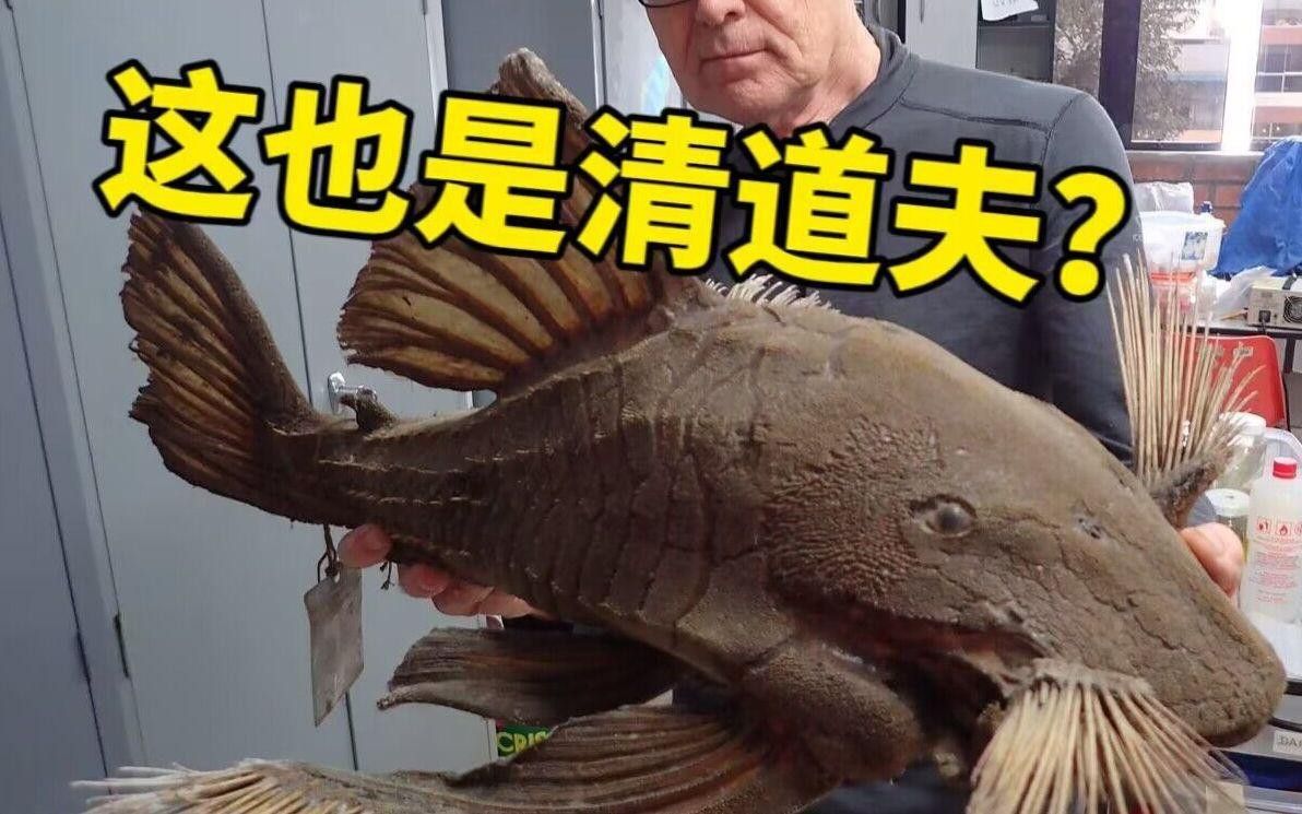 推薦一些其他種類的清道夫魚 推薦一些其他種類的清道夫魚 龍魚百科 第11張