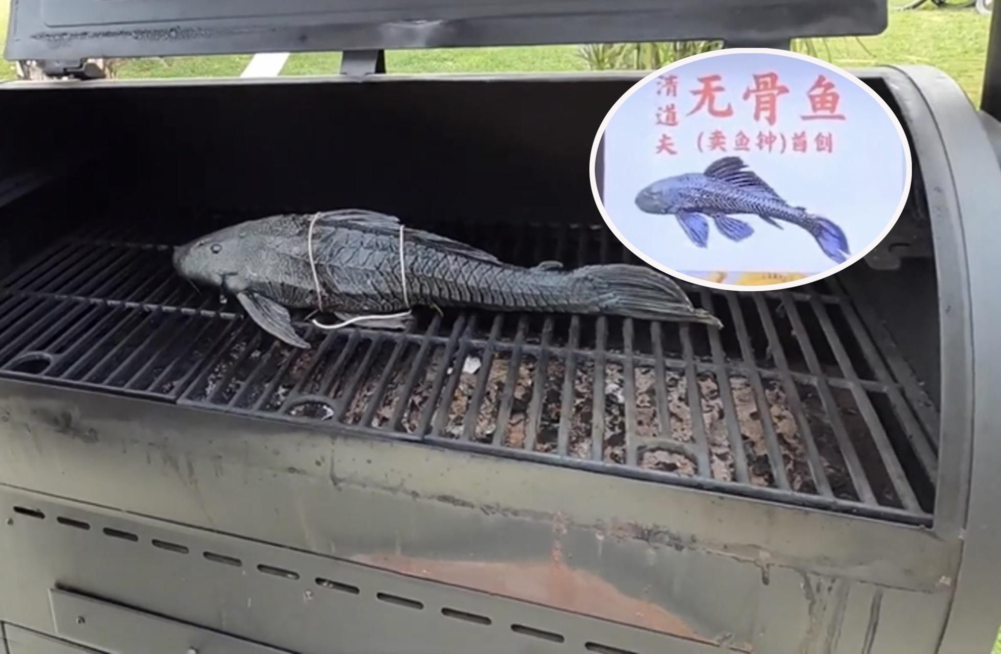 推薦一些其他種類的清道夫魚 推薦一些其他種類的清道夫魚 龍魚百科 第12張