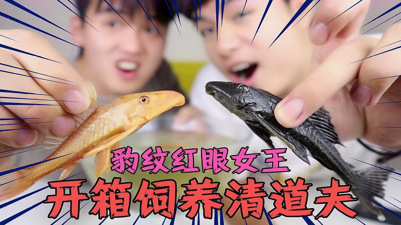 推薦一些其他種類的清道夫魚 推薦一些其他種類的清道夫魚 龍魚百科 第14張