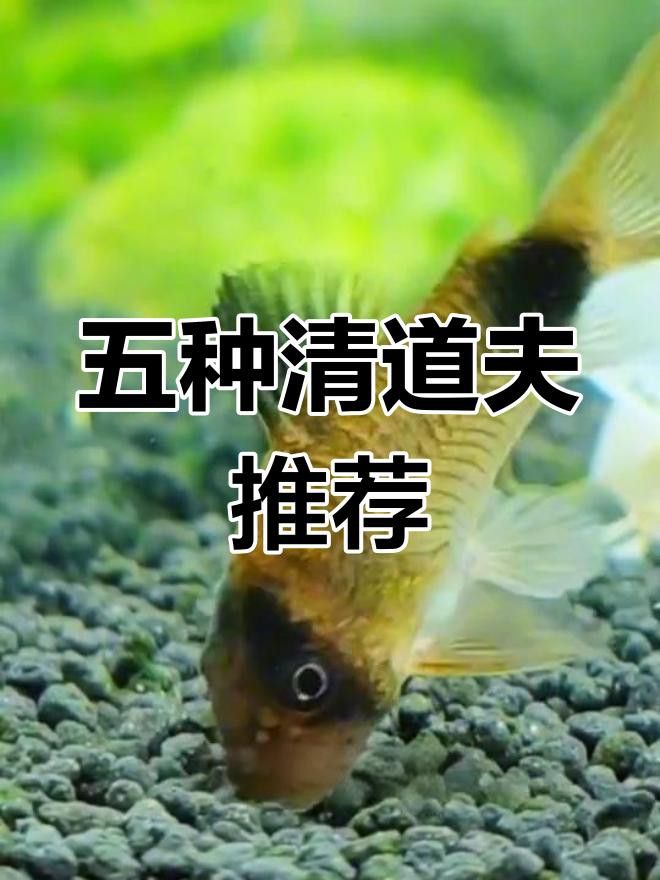 推薦一些其他種類的清道夫魚 推薦一些其他種類的清道夫魚 龍魚百科 第15張