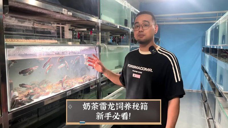 小型雷龍魚哪個互動好