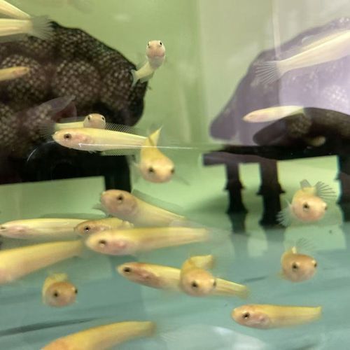小型雷龍魚哪個互動好